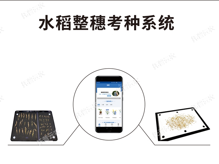 水稻整穗考种测量系统 TPDS-X-1 plus